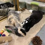 Hazel & Potter | Free Roam Bunnies - @hazel.and.potter - Instagram