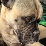 Hazel Power - @hazelnutmastiff - Instagram