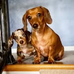 Presley & Hazel - @presley_and_hazel - Instagram