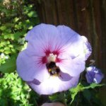 Hazel Price - @hazelprice1960btinternet - Instagram
