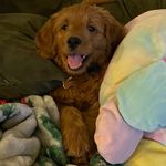 Hazel 🐾 - @hazel_princesita - Instagram