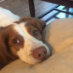i am a dog and i am very cute - @hazelthepurdycoolpup - Instagram