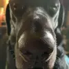 Hazel Seidel Reese - @purplehaze111 - TikTok