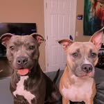 Remington and Hazel - @remingtonandhazel - Instagram
