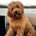 Hazel-Rhodes-DoodleDumplin’🐶🐾 - @hazel_rhodes_doodle_dumplin - Instagram