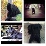 Hazel Roche - @murphy_and_alma - Instagram