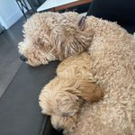 Hazel 🤎 & Rocket 🚀 - @hazel.rocket - Instagram