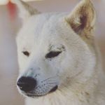 Hazel & Rock - @diario_dos_akitas - Instagram