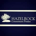 Hazelrock Connemara Ponies - @hazelrock_connemaras - Instagram