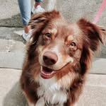 Hazel Shea Grace - @hazelshea_theaussiebae - Instagram