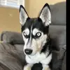 HazelsHeaven - @hazelthehusky - TikTok