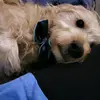 Hayzel Sheldon - @hayzel.sheldon - TikTok