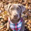 Hazel - @hazel_the_silverlab - TikTok