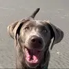 🐶Hazel🐶 - @hazel_thesilverlab - TikTok