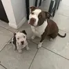 Hazel and Bluey - @hazelsims00 - TikTok