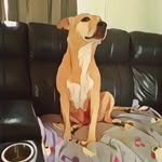 Hazel - @hazel.dog.skinner - Instagram