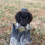 Hazel- The Small Munsterlander - @hazelthemunster - Instagram