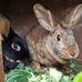 Hazel Berry's Home For Small Animals - Facebook