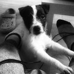 Hazel - @hazelsmalldog - Instagram