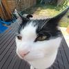 Hazel S - @hazel_small - TikTok