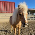 Peanut, Hazel & Biggie Smalls🖤 - @theminiherd - Instagram