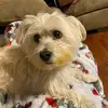 hazelisverysmart - @hazelisverysmart - TikTok