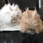 Hazel & Snow - @hazelandsnowthebunny - Instagram