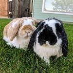Hazel, Snow White, Alfie - @minihoppy_family - Instagram