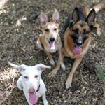 HAZEL|SNOW|COCO🐾🐾🐾 - @the.oak.dogs - Instagram