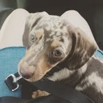 Hazel and Stanley - @huntervalleydachshunds - Instagram