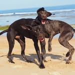 Hazel, Stanley And The Family - @twopointingdoggies - Instagram