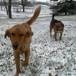 hazel&stanley - @hazel.stanley.thepawfectpups - Instagram