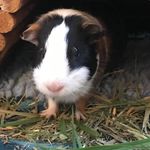 Hazel Stephens - @guinsorcastle - Instagram