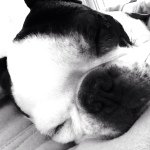 Hazel Louise Strange - @hazel_the_boston_terrier - Instagram