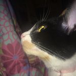 Hazel Strange - @hazelbasilcat - Instagram