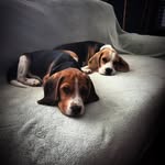 Hazel & Watson Strauss - @hazel_and_watson_diaries - Instagram