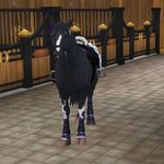 Competing my 7 horses #ssorrp - @hazel.strongbaker.eventing - Instagram
