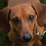 Hazel Swan - @doxiewiener - Instagram