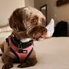 HazelLoweTaylor - @hazeltheshihpoo - TikTok