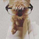 Hazel, Terry & Emma - @philosophyofdoggo - Instagram
