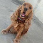 Hazel Thomas - @woof__hazel - Instagram