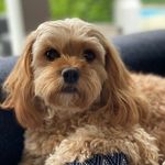 Hazel Thomson 🐶 - @haziethecavoodle - Instagram