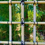 Hazel Tierney - @marchmont_gardener - Instagram