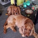 Hazel tilley - @tilley_hazel - Instagram