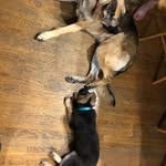 Titus O’malley and Hazel May - @titus_and_hazel_bakey - Instagram