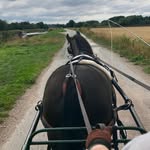 Hazel Tomlinson - @driving_tails - Instagram
