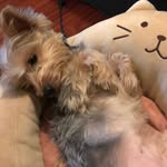 ʜᴀᴢᴇʟ - @hazelnuttrent - Instagram