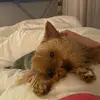 Hazel Vincent - @81394337yvj - TikTok