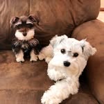 Adventures Of Walter + Hazel - @walter_and_hazel - Instagram