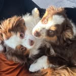Hazel & Walter - @waltzingwithhazel - Instagram